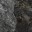 Black Bass Glossy